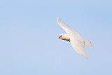 Image. Little Corella