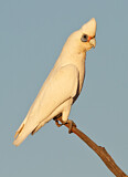Image. Little Corella