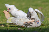 Image. Little Corella