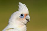 Image. Little Corella