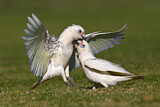 Image. Little Corella