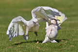 Image. Little Corella