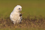 Image. Little Corella