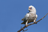 Image. Little Corella