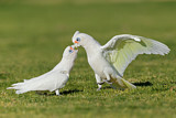 Image. Little Corella