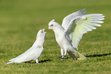 Image. Little Corella