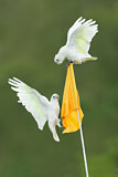Image. Little Corella