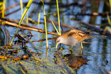 Image. Little Crake