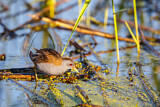 Image. Little Crake