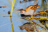 Image. Little Crake