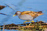 Image. Little Crake