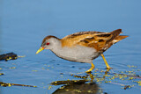 Image. Little Crake