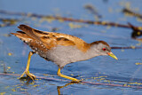 Image. Little Crake