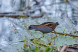 Image. Little Crake