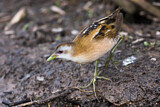 Image. Little Crake