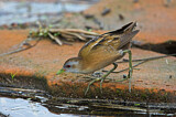 Image. Little Crake