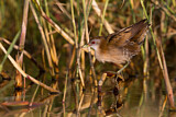 Image. Little Crake