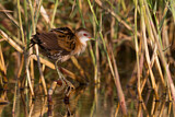 Image. Little Crake