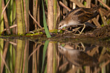 Image. Little Crake