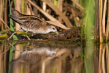 Image. Little Crake
