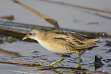 Image. Little Crake