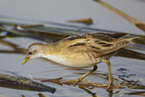 Image. Little Crake