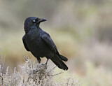 Image. Little Crow