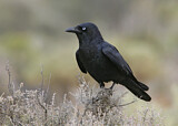 Image. Little Crow