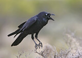 Image. Little Crow