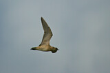 Image. Little Curlew