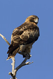 Image. Little Eagle