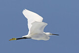 Image. Little Egret