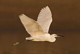 Image. Little Egret