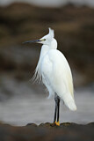 Image. Little Egret