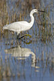 Image. Little Egret
