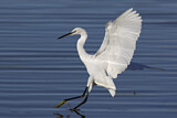 Image. Little Egret