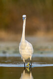 Image. Little Egret