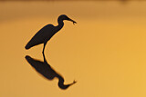 Image. Little Egret