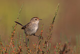 Image. Little Grassbird