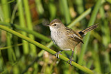 Image. Little Grassbird