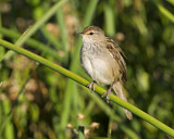 Image. Little Grassbird
