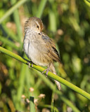 Image. Little Grassbird