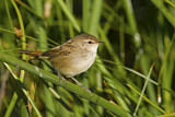 Image. Little Grassbird