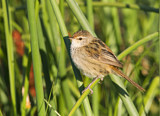 Image. Little Grassbird