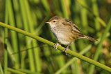 Image. Little Grassbird
