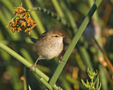 Image. Little Grassbird