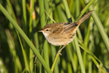 Image. Little Grassbird