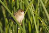 Image. Little Grassbird