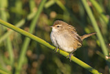 Image. Little Grassbird