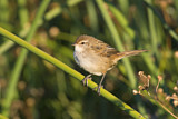 Image. Little Grassbird